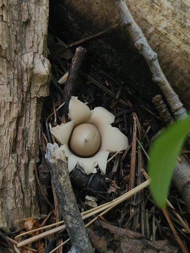 Geastrum