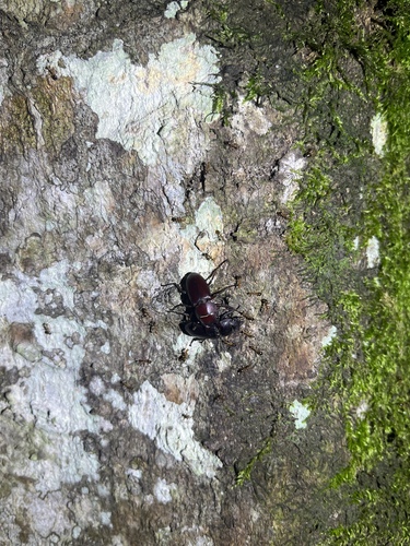 Epidorcus denticulatus
