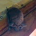 Northern Free-tailed Bat - Photo (c) Hellsbells, all rights reserved, uploaded by Hellsbells