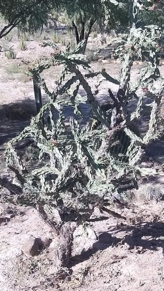 Tree Onchilla tree cholla from V9VX+V6, 35230 Bermejillo, Dgo., México on August 21 ...