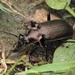 Calosoma chinense - Photo (c) 栗鼠, todos los derechos reservados, subido por 栗鼠