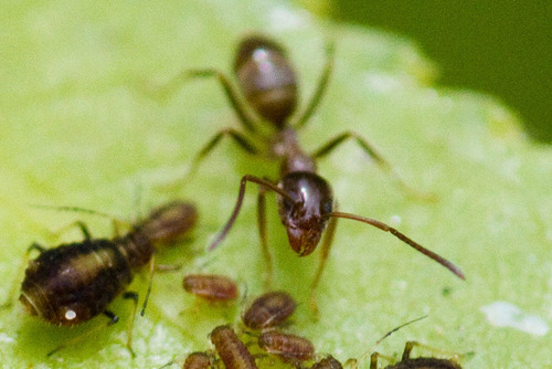 Argentine Ant