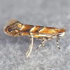 Pecan Leafminer Moth - Photo (c) John Schneider, all rights reserved, uploaded by John Schneider