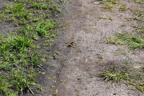 iNaturalist observation photo of California Tortoiseshell