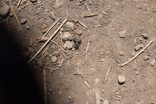 iNaturalist observation photo of Boreocanthon simplex