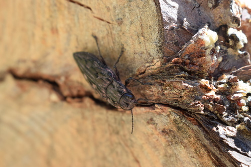 iNaturalist observation photo of Western Sculptured Pine Borer