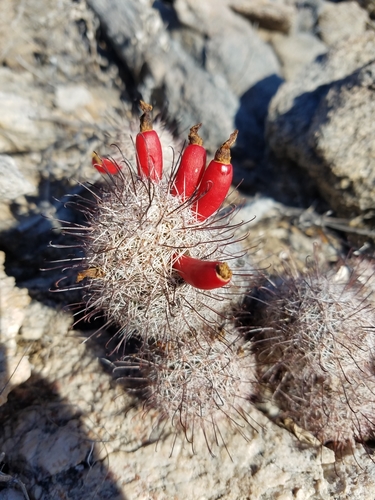 Cochemiea angelensis · iNaturalist