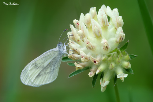 Leptidea sinapis