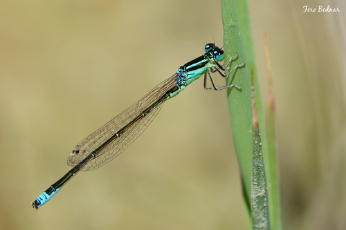 Ischnura pumilio