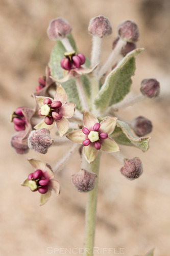 California Milkweed