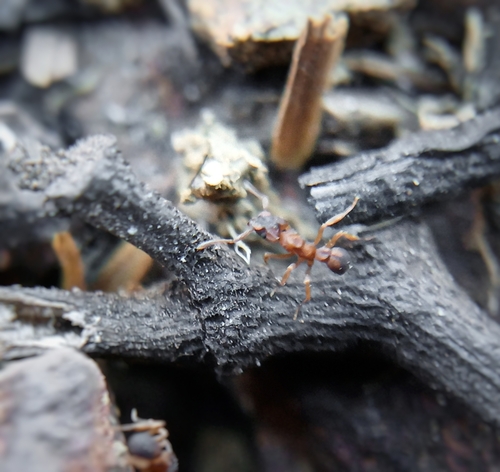 Cyphomyrmex peltatusCyphomyrmex peltatus