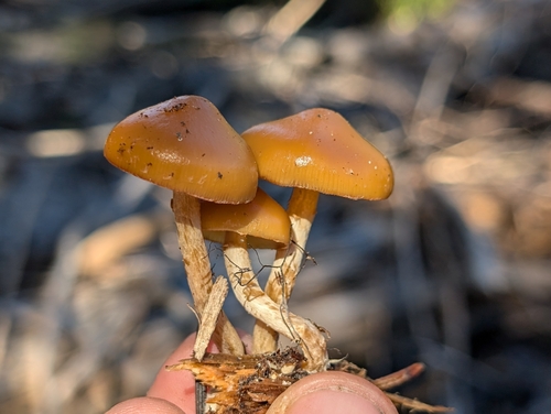 Galerina stylifera