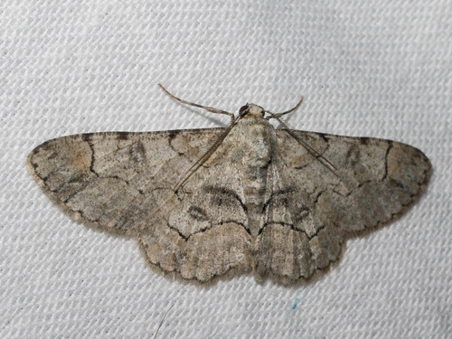 Bent-line Gray