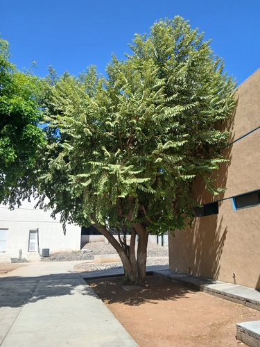 Guazuma ulmifolia - Fruit