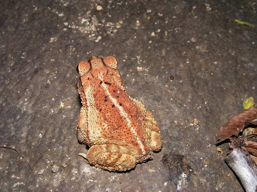 Yellow Toad