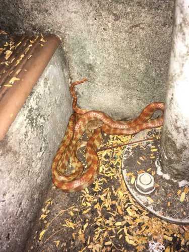 Brown Tree Snake sighting