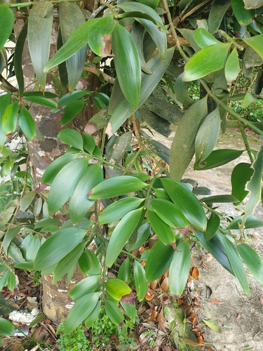 Nageia fleuryi