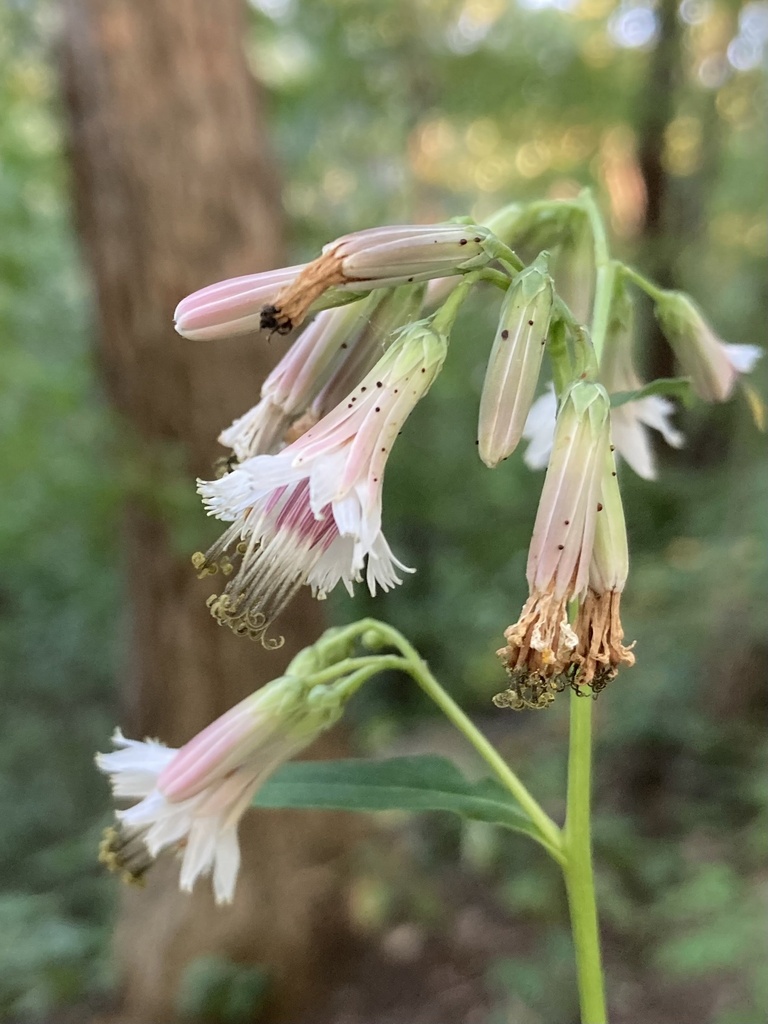 white rattlesnake root from Howe, Minneapolis, MN, US on September 2 ...