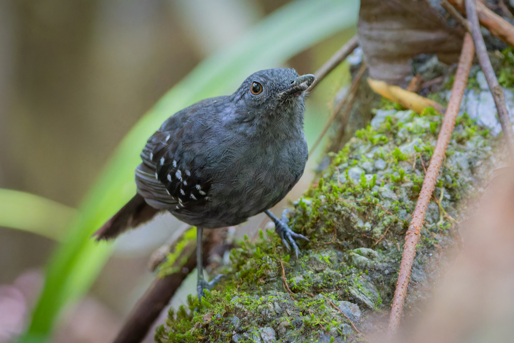 Caura Antbird photo