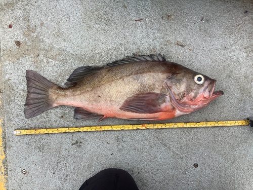 Light Dusky Rockfish