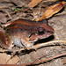 Leptodactylus poecilochilus - Photo (c) Víctor Acosta Chaves, kaikki oikeudet pidätetään