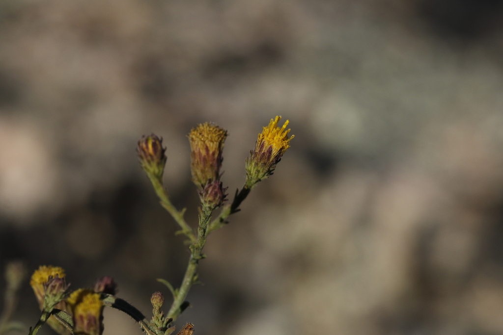 streamside daisy from Novato, CA, USA on August 30, 2024 at 04:43 PM by ...