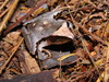 Tilaran Robber Frog - Photo (c) Víctor Acosta Chaves, all rights reserved