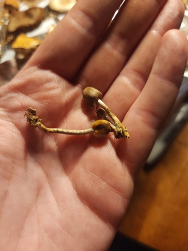 Mycena