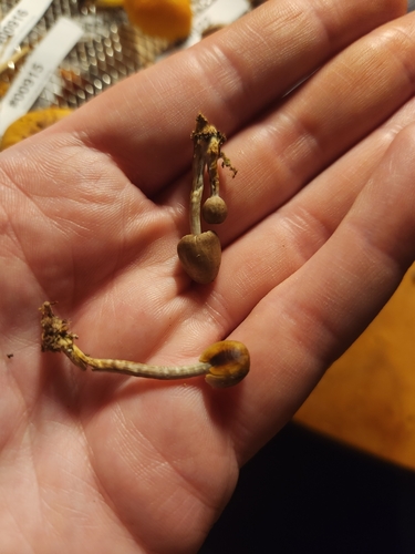 Mycena (Photo 2 of 2)