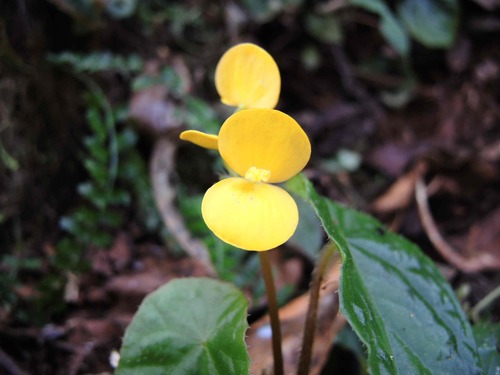 Begonia pulcherrima