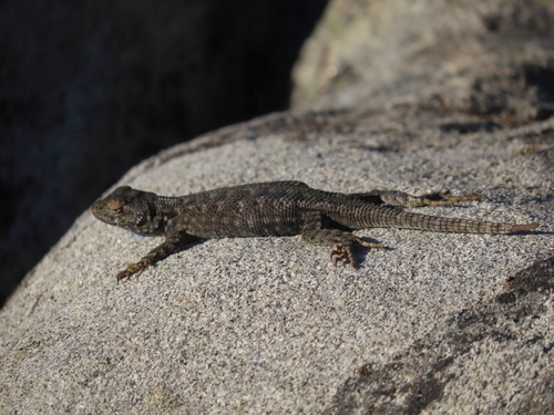 iNaturalist observation photo of Western Fence Lizard