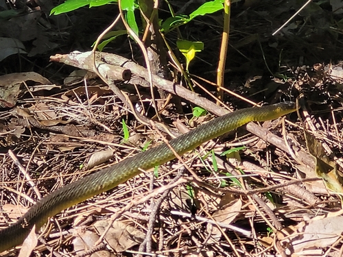 Common Tree Snake sighting