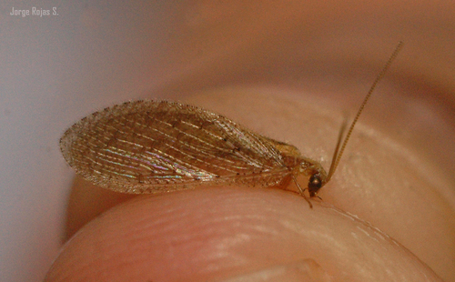 Hemerobius discretus
