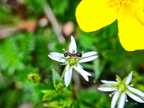 Formica tibetana