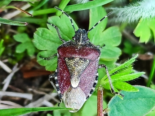 Sloe Bug