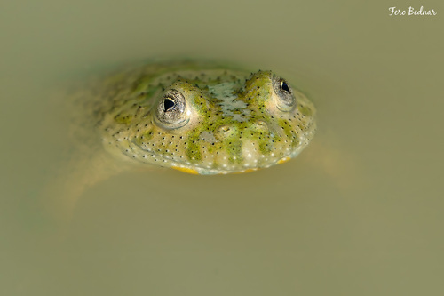 Bombina variegata