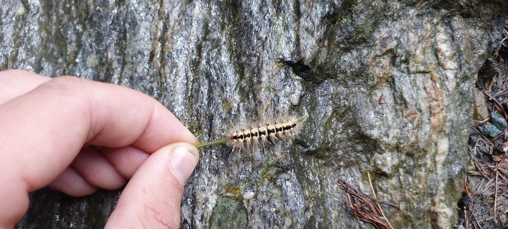 Sweet Gale Moth from 23010 Berbenno di Valtellina, Prowincja Sondrio ...