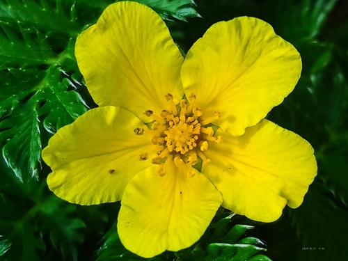 common silverweed