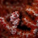 Observation photo