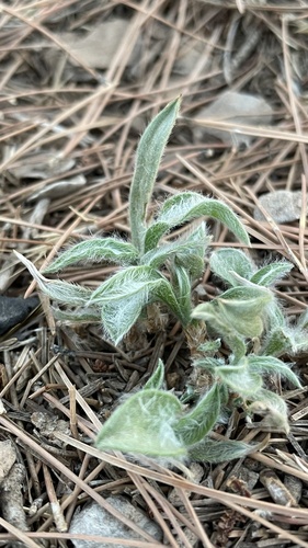 Silvery Plantain