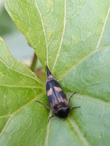 Paprastasis Dygliavabalis nuotrauka