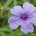 Britton's Ruellia - Photo (c) James W. Beck, all rights reserved, uploaded by James W. Beck