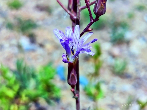 tatarian blue lettuce