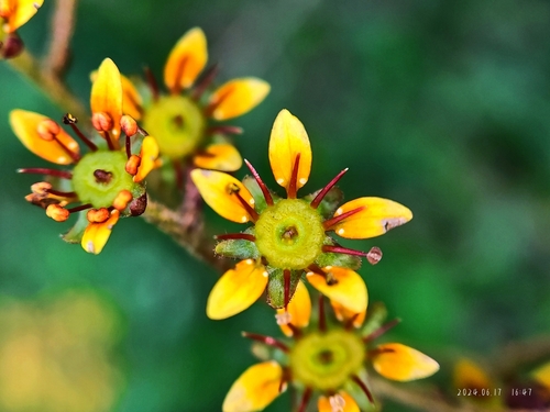 Saxifraga tangutica