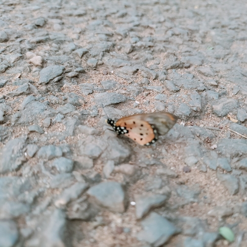 Wandering Donkey Acraea