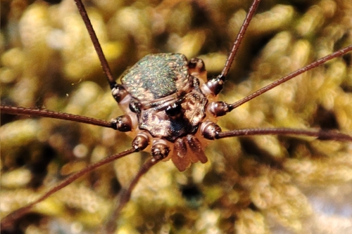 Leiobunum defectivum