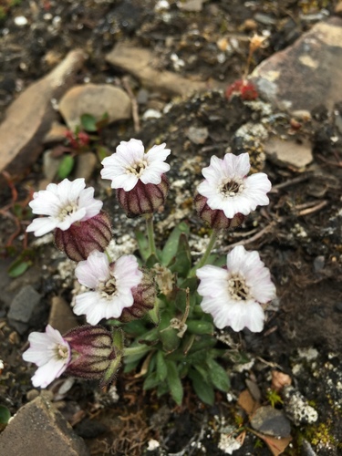 Arctic Catchfly