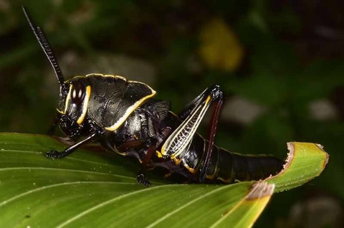 Horse Lubber Grasshopper