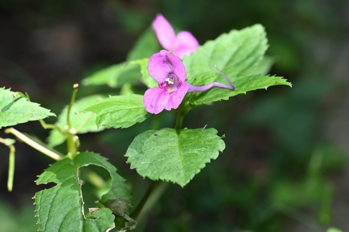Impatiens taishunensis