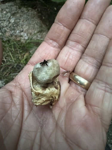 Geastrum fimbriatum